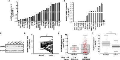 CpG Site-Specific Methylation-Modulated Divergent Expression of PRSS3 Transcript Variants Facilitates Nongenetic Intratumor Heterogeneity in Human Hepatocellular Carcinoma